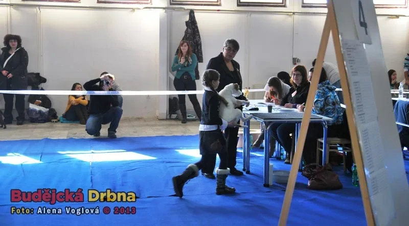 Výstavy psů se aktivně účastní i děti