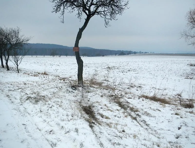 Strom, do kterého narazila žlutá sanitka