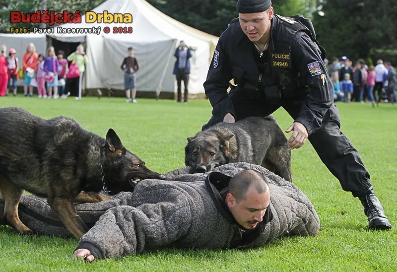 Zásah policejních psů