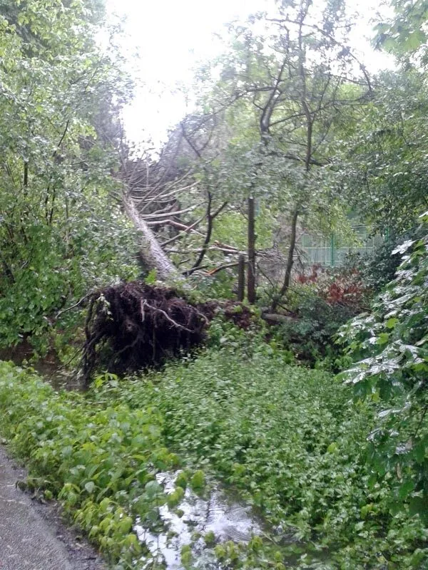 Vyvrácený strom poblíž volejbalového hřiště ve Stromovce