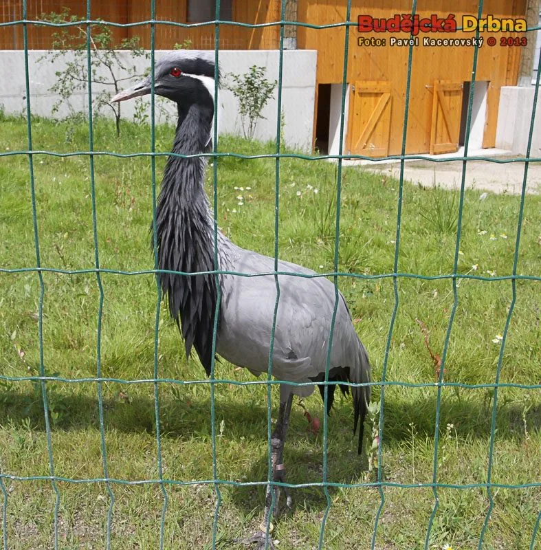 Jeden z prvních obyvatel nového areálu Zoo Ohrada - panenský jeřáb