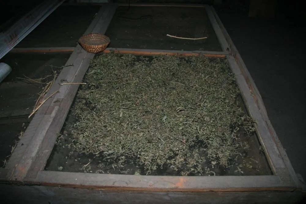 Marihuana