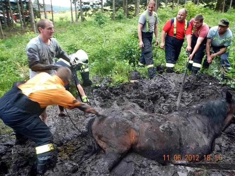 Takto například pomáhali dobrovolní hasiči před dvěma lety zachraňovat koně uvíznutého v bahně na Novohradsku