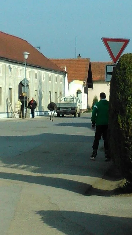 Pštros