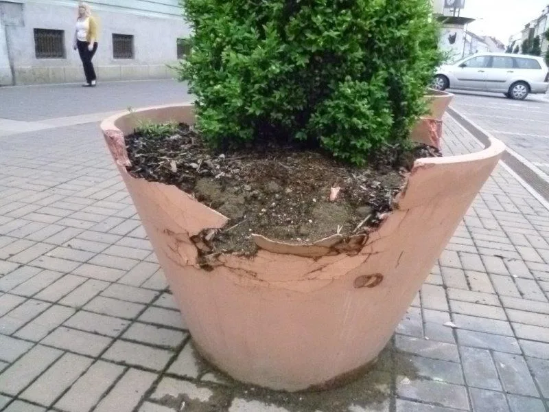 Zničený květináč s okrasným keřem
