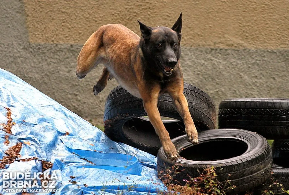Tříapůlletý belgický ovčák malinois jménem Attu
