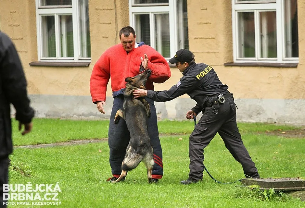 Krajský přebor policejních kynologů v Lišově
