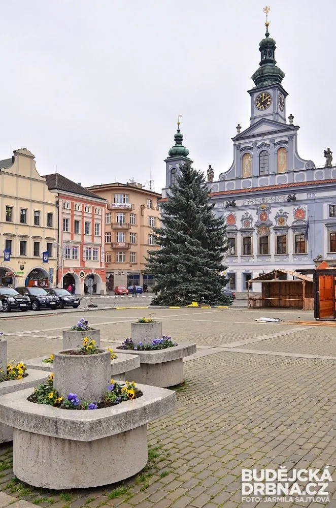 Budějcké náměstí už zdobí vánoční strom