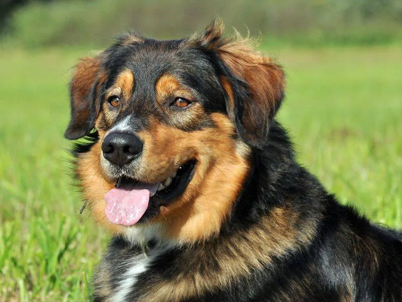 Samík