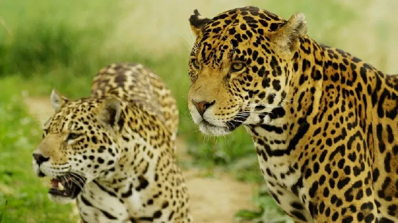 Zvířata v táborské zoo zatím zůstávají