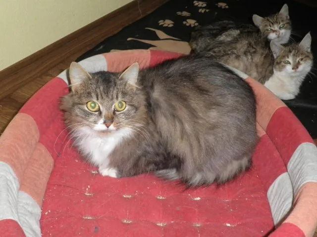 Lady