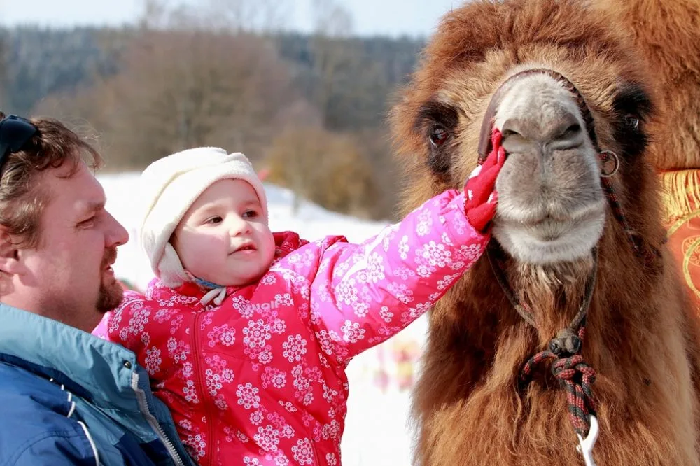 Na Lipno v sobotu dorazí velbloud Šajtan a lamák Otík