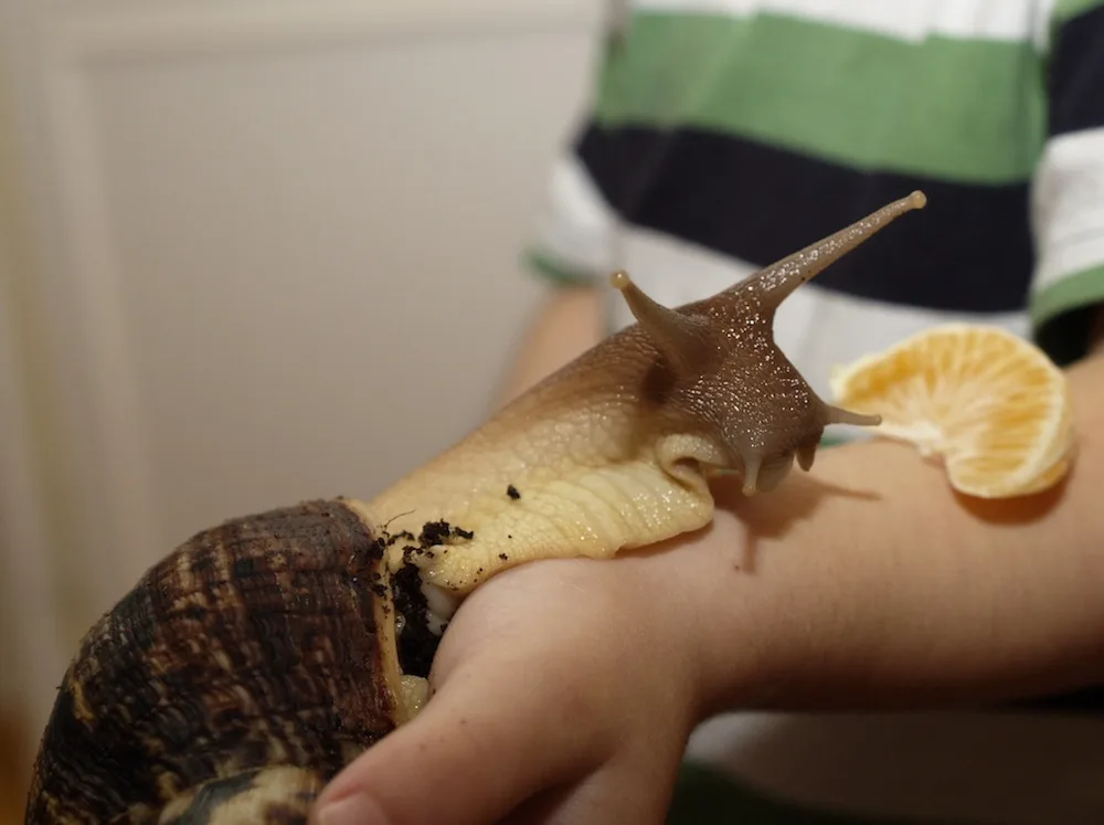 Achatina recitulata