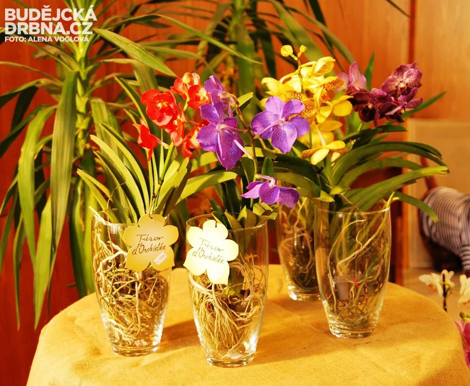 Orchideje lákaly i v loňském roce