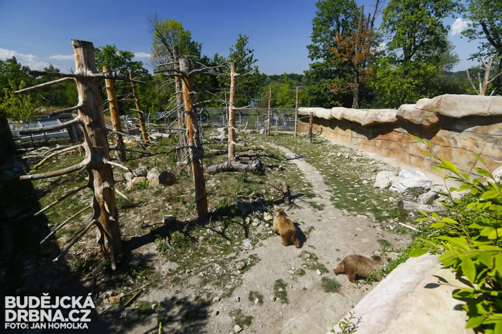 Vypouštění samic medvěda plavého