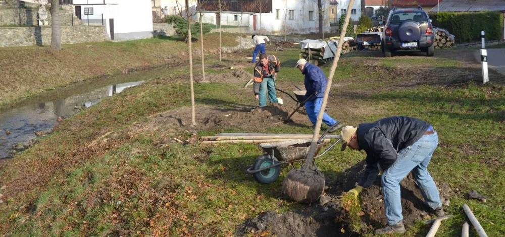 V Netolicích mají novou stromovou alej