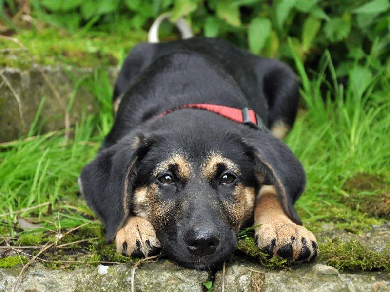 Animal Rescue