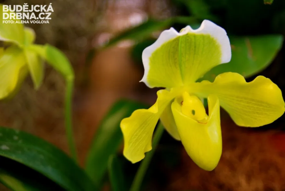 Orchidej