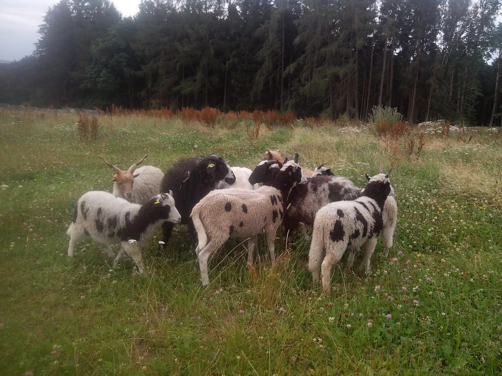 Exotické ovce