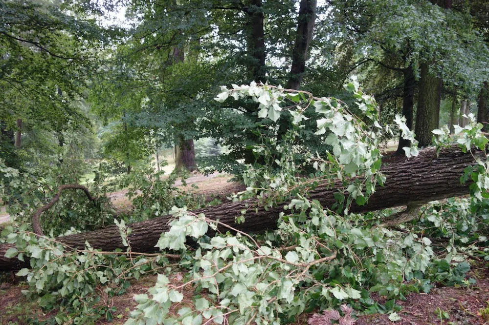 Bouřka vyvracela stromy v okolí infocentra