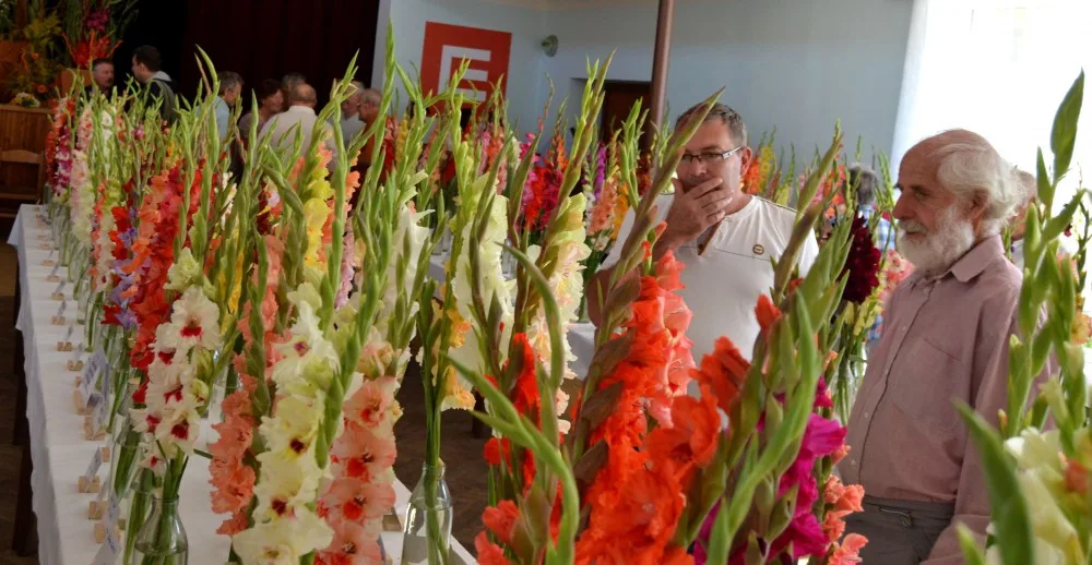Mečíky proměnily neznašovský kulturní dům v kvetoucí zahradu