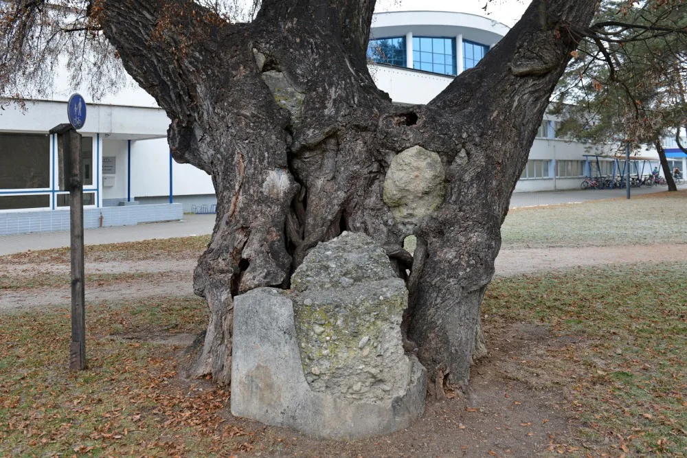 Lípa u plovárny