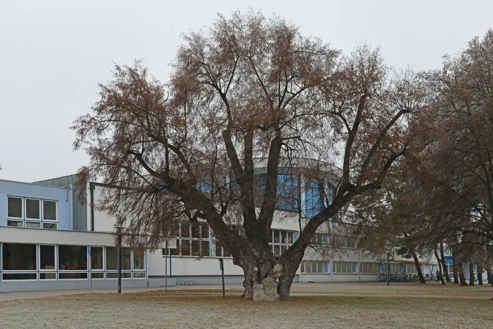 Lípa u plovárny