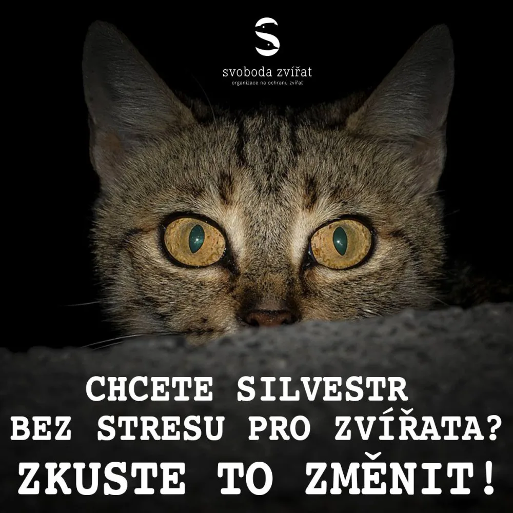 BD_15.prispevek