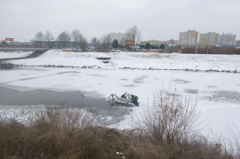 Uhynulá labuť