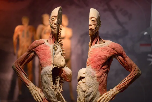 Výstava Body The Exhibition
