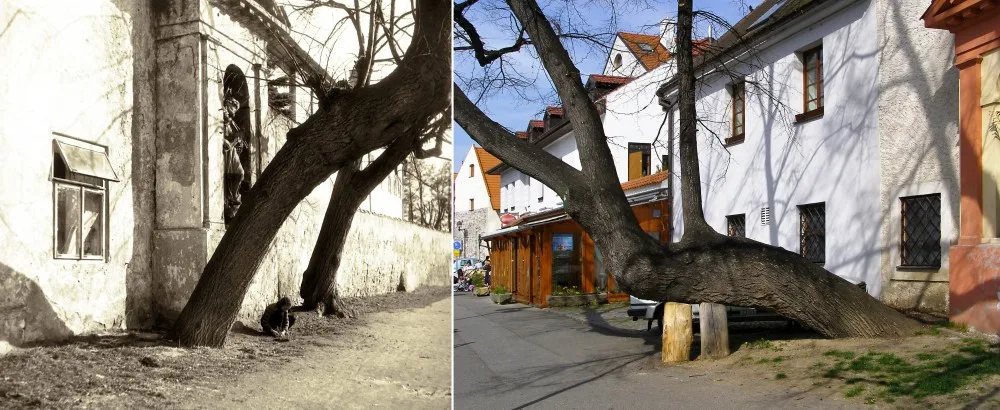 vlevo lípy u slepého ramene v roce 1955, vpravo dnes.