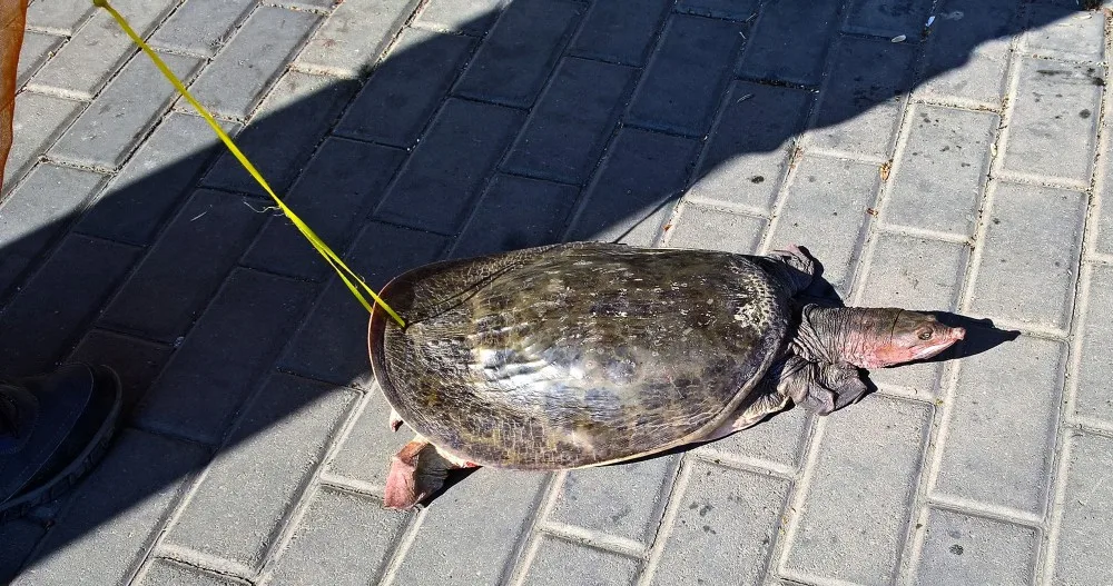 Želva v Pekingu