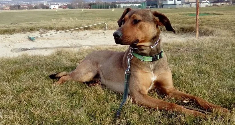 Tino