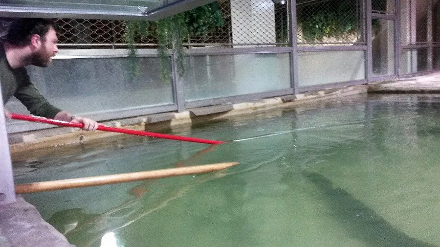 Vejce snesla samice Ganga do bazénu s hloubkou vody jeden metr.