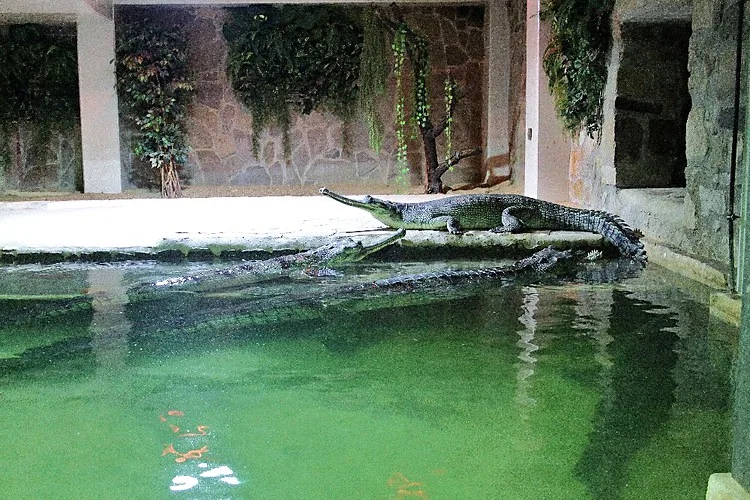 Chovná skupina gaviálů indických v protivínské zoo.