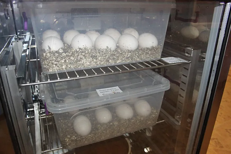Vejce byla umístěna do inkubátoru, osmnáct jich je v inkubátoru v zázemí zoo.