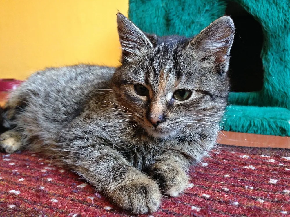 V českobudějovických depozitech čekají na adopci dvě desítky opuštěných kočiček.