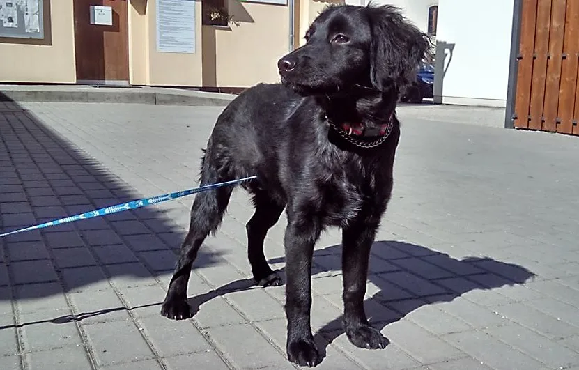 Jeden z hafanů, kteří čekají na páníčky v Psím útulku v Českých Budějovicích.