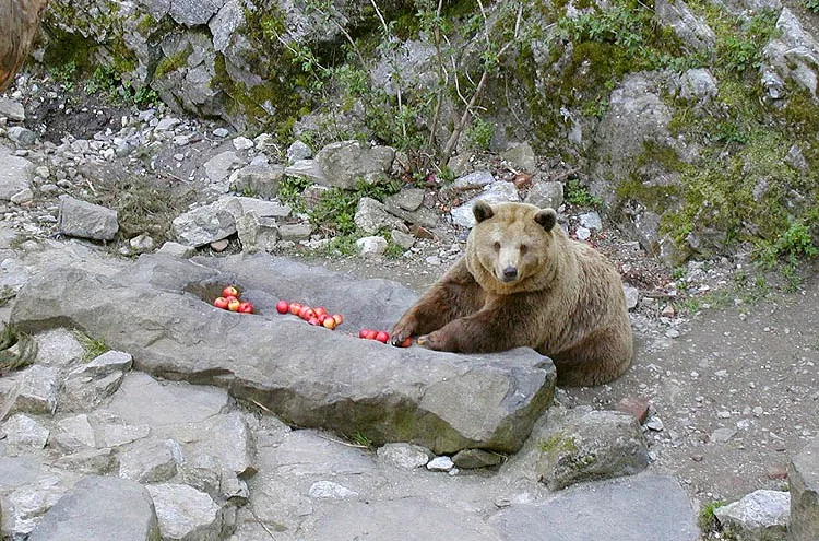 Medvědice Katřina.