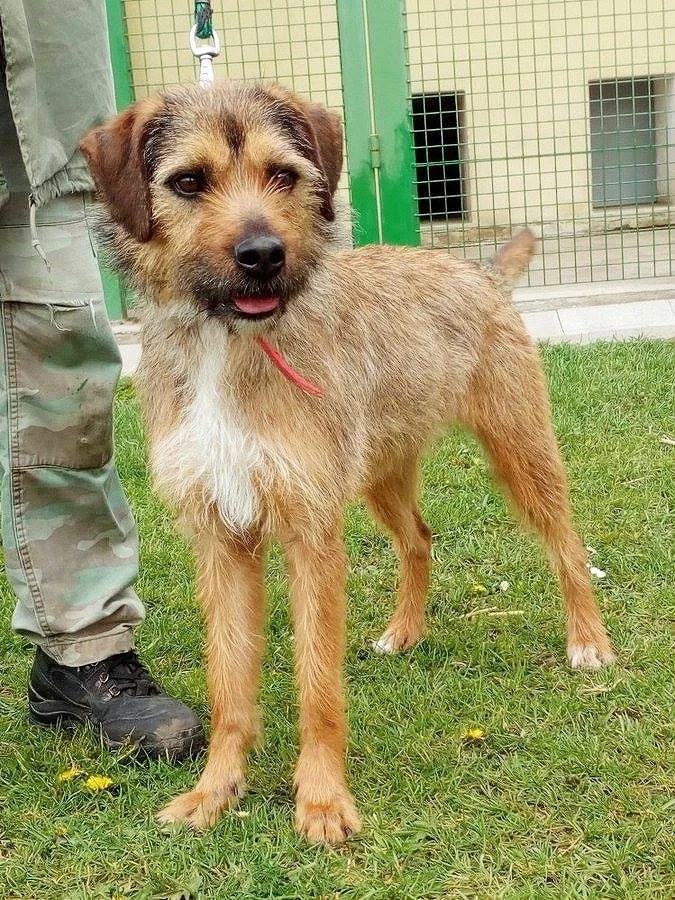 Fenka Lady