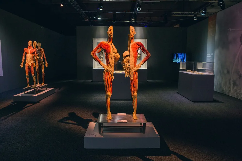 Výstava Body The Exhibition.