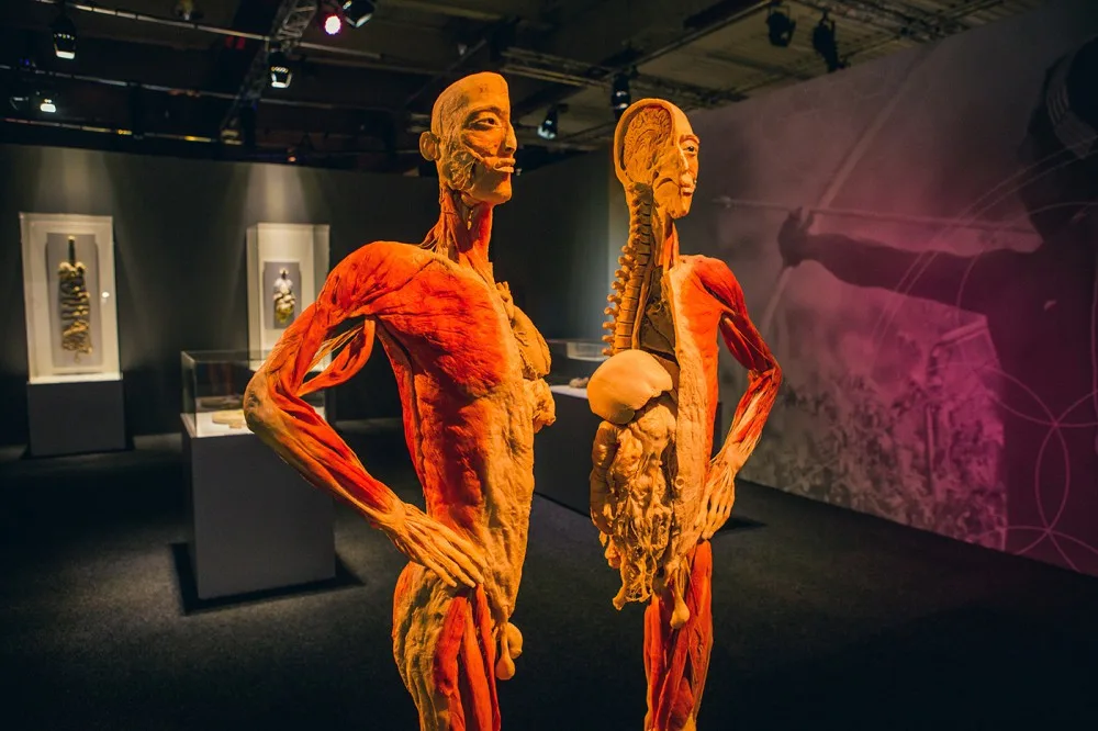 Výstava Body The Exhibition.