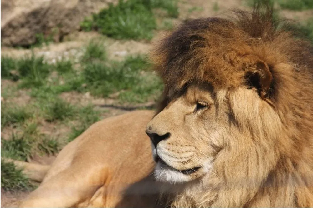 Oslavenec Simba