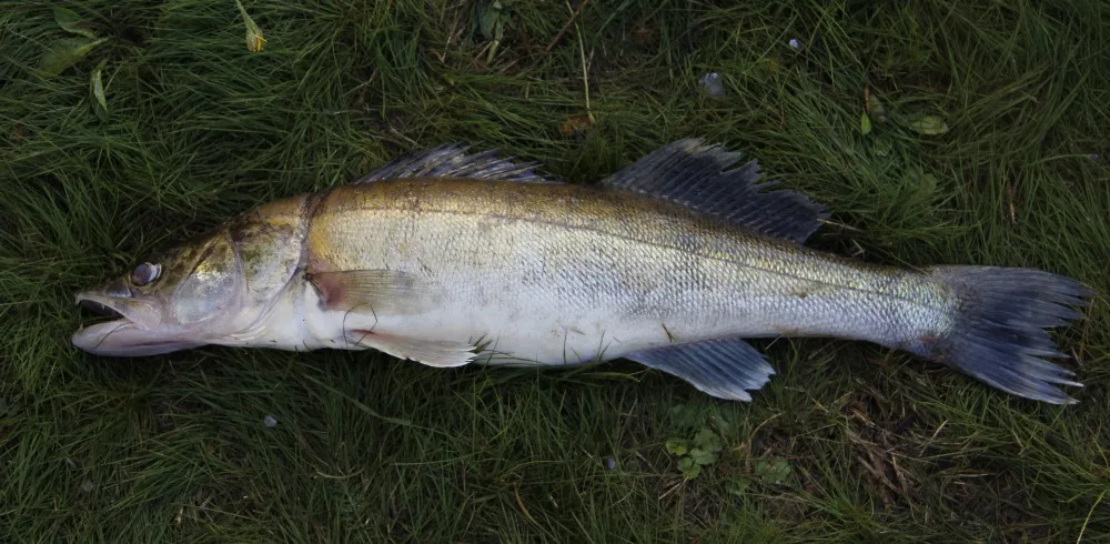 Hydrobiologové provedli rozsáhlý průzkum lipenské nádrže, který má mimo jiné zmapovat stav populace candátů.