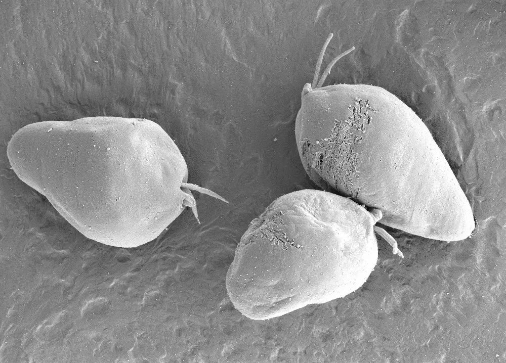 Diplonema papillatum - obrázek ze skenovacího elektronového mikroskopu.