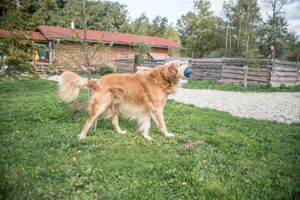 Věčně veselý Albert.