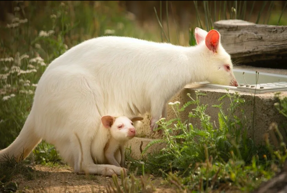 Klokani v táborské zoo