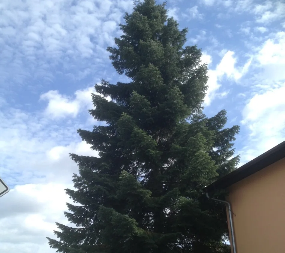 Budějckým symbolem Vánoc bude osmnáctimetrová jedle.