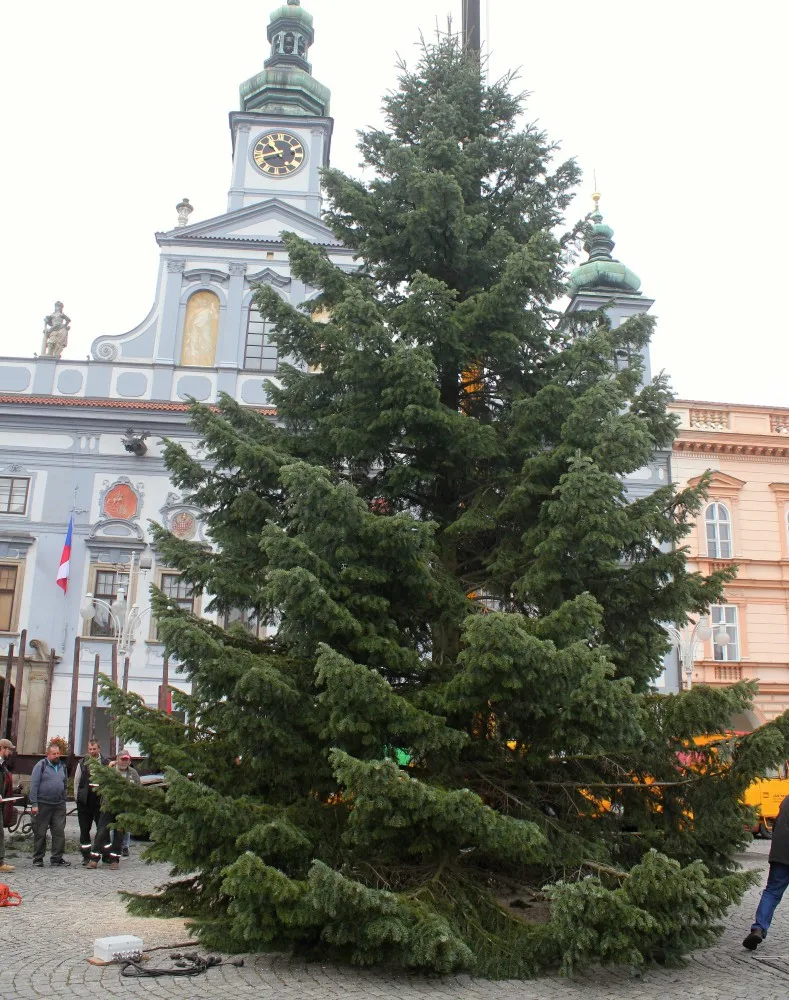 Usazování vánočního stromu na buděcké náměstí, sobota 18. listopadu dopoledne.