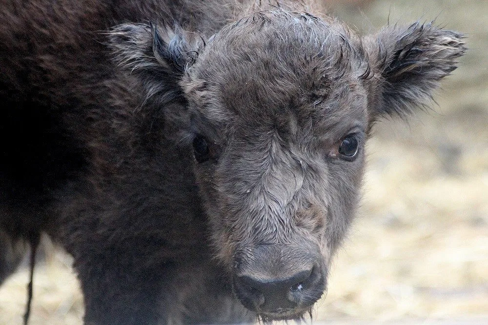 V táborské zoo se narodil první vzácný zubr.